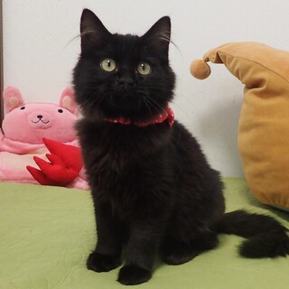 【12/17東銀座】ヌアちゃん★3ヵ月半♪