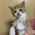 茶白 オス 約2ヶ月