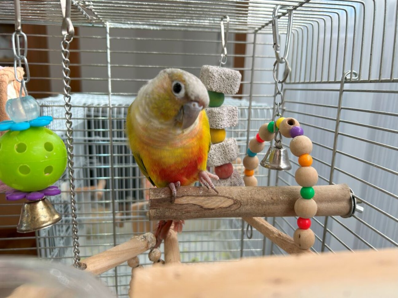 ウロコインコちゃん」大分県 - 鳥の里親募集(478388) :: ペットの