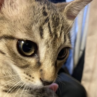 優しくて可愛いキジトラちゃん！