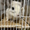 デグー、チンチラ再募集です