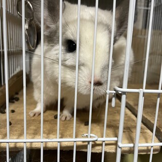 デグー、チンチラ再募集です