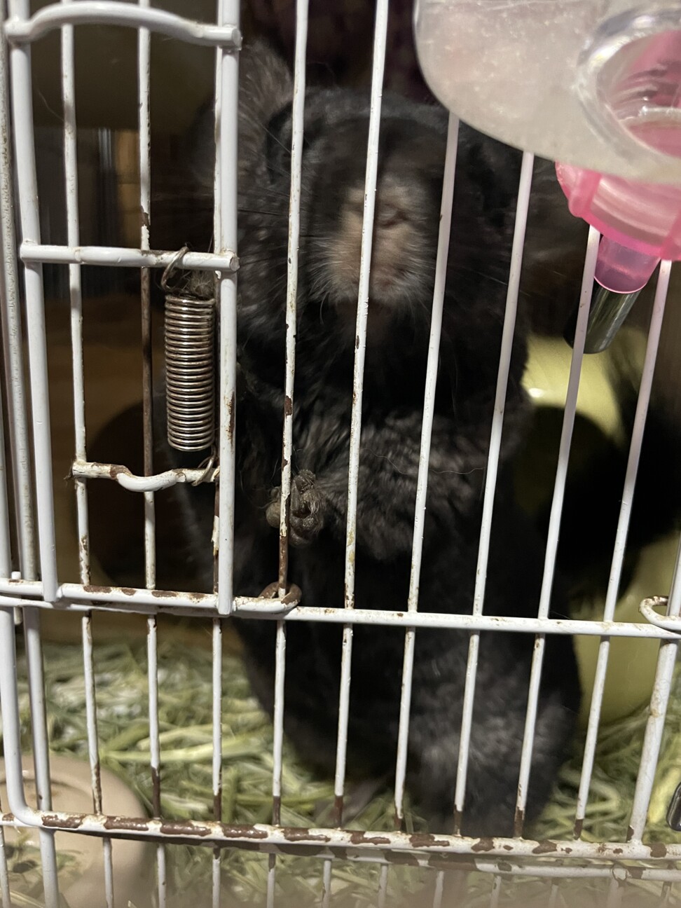 デグー、チンチラ再募集です サムネイル2