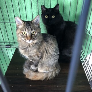 かわいい長毛兄弟子猫