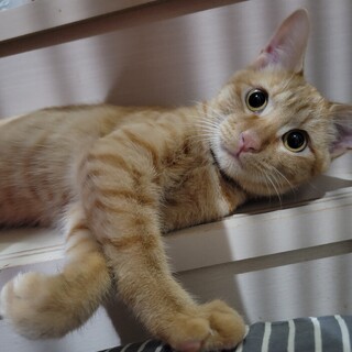 12/10さいたま市岩槻譲渡会参加予定　天馬くん