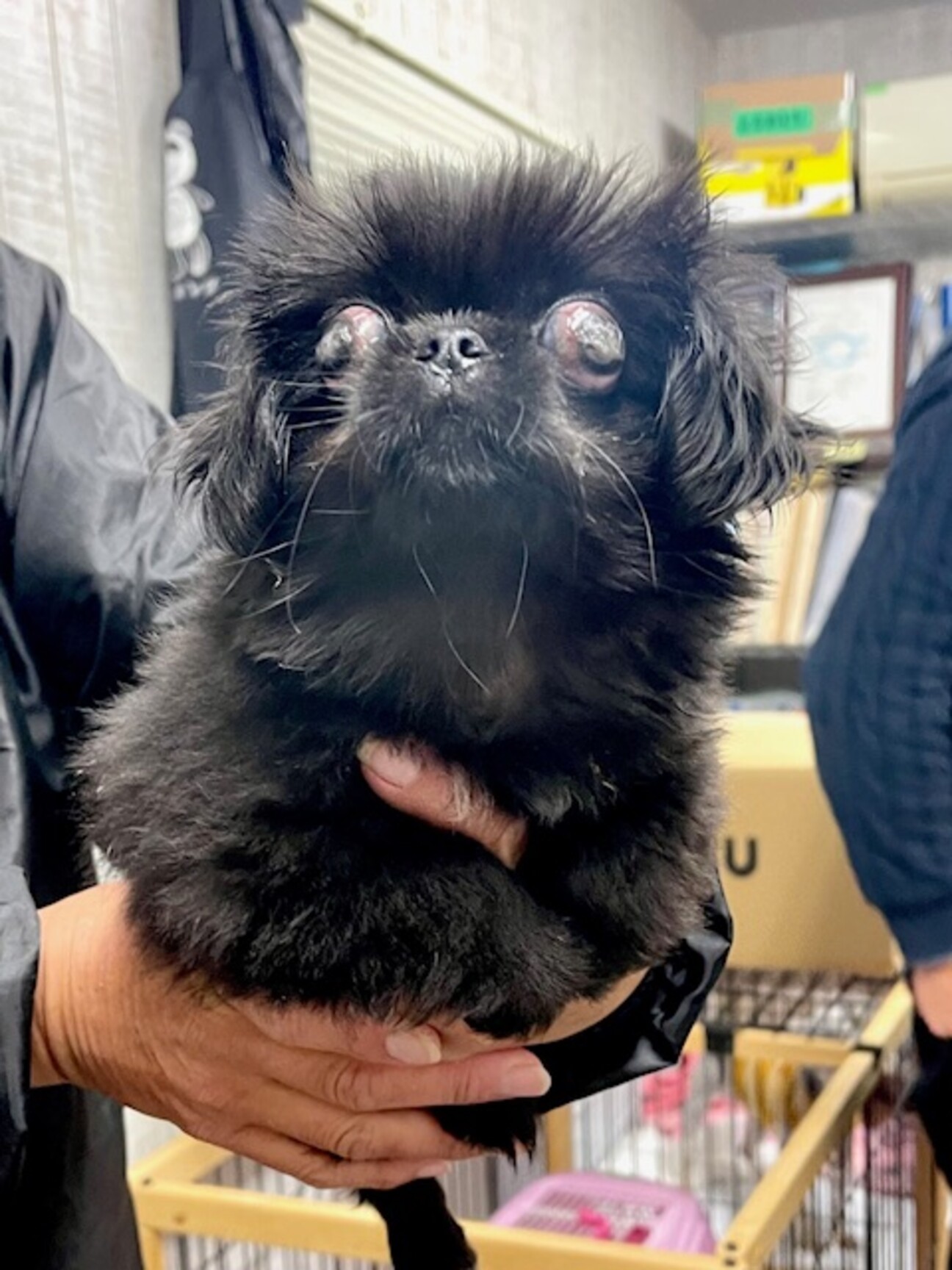 23-M337 黒ペキニ」大阪府 - 犬の里親募集(478399) :: ペットの