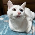 オッドアイの男の子・白猫パブロンくん