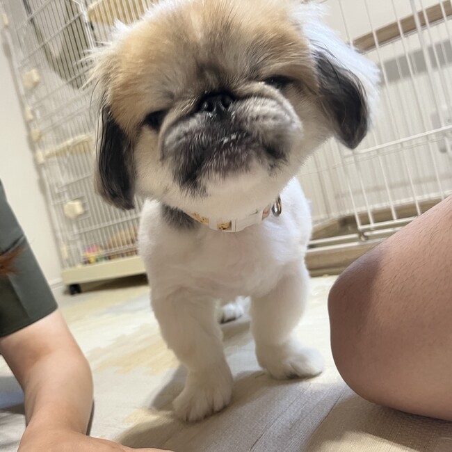 だーまえのカバー写真