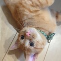 茶トラ男の子！ちくわです。