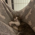 子猫2ヶ月 男の子と女の子