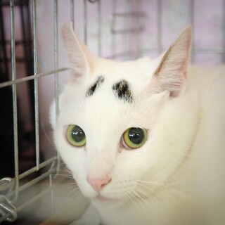 ムチムチボディが魅力的な 八朔（はっさく）くん