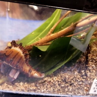 オカヤドカリ引き取ってくれる方募集中