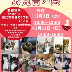 保護猫のお見合い会