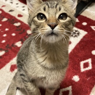 遊び好きお茶目な可愛い男の子！