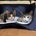 長毛5匹それぞれ募集、先住猫ちゃんいても大歓迎