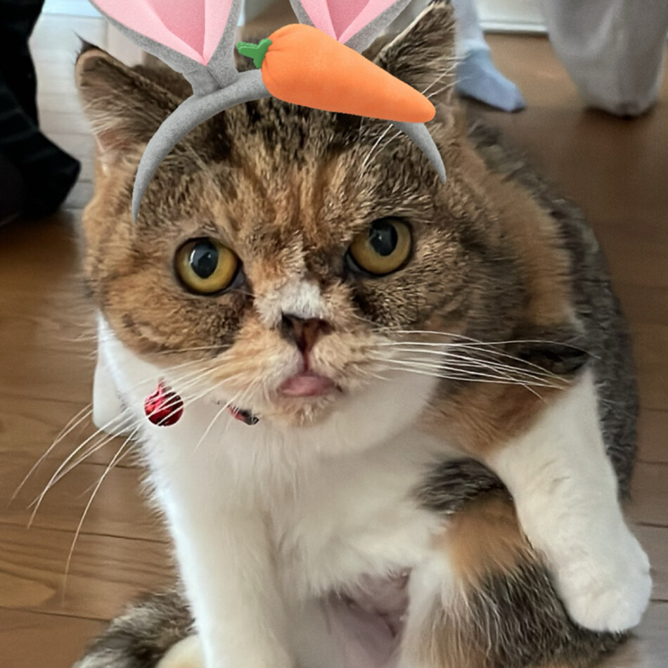 ベスのカバー写真