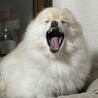 あくび