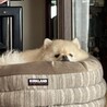 ふて寝中
