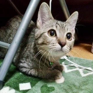 くりくりのタレ目がとってもかわいい！シェリーちゃん