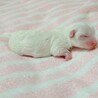 マルチーズの赤ちゃん♂　ご理解いただける里親様募集 サムネイル2
