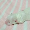マルチーズの赤ちゃん♂　ご理解いただける里親様募集 サムネイル4