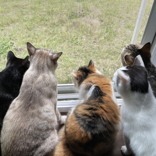ぷっすーよのカバー写真
