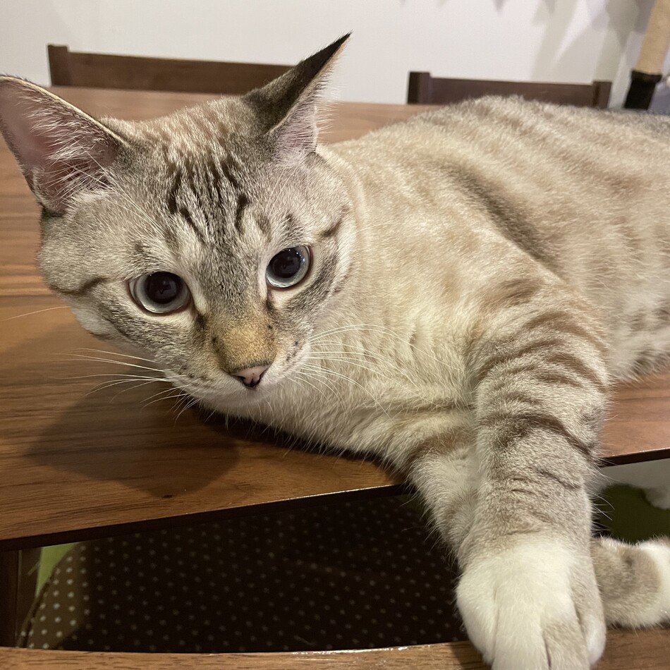 ラムのカバー写真