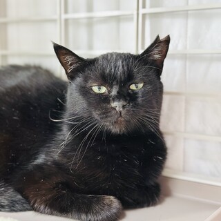 緊急募集！！可愛いメルちゃん♡