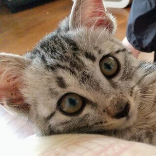 元気いっぱいのサバトラ君と暮らしませんか？