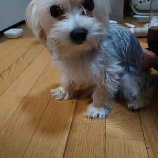 ヨーキ×マルチーズ女の子