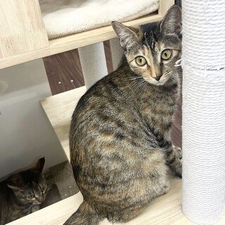 麦わら✨ルイちゃん✨メス