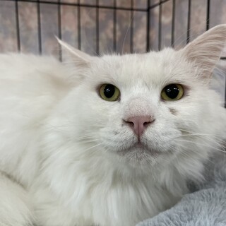 里親決定。サラブレット君3歳去勢済み