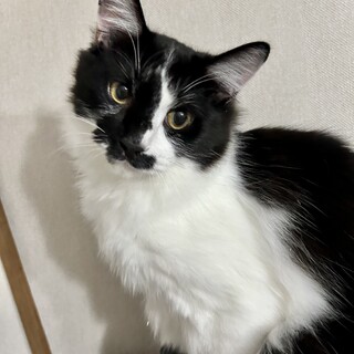 ★ふわふわのブチ猫とサビ猫の兄弟★募集一時中断中