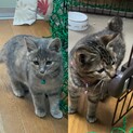 里親さん募集中！キジトラ♀&パステルサビ♀