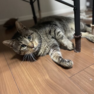 トライアル決定