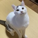 人大好き！猫吸いならぬ、猫吸わせしてくるツナ君