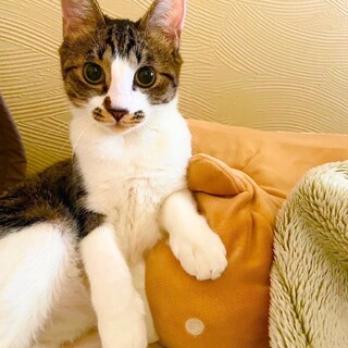 両ほっぺの可愛いピチュー