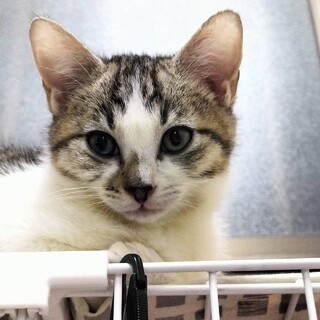 人馴れ抜群 美男子 タラくん