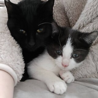 人馴れ抜群 明るい性格ノリスケくん