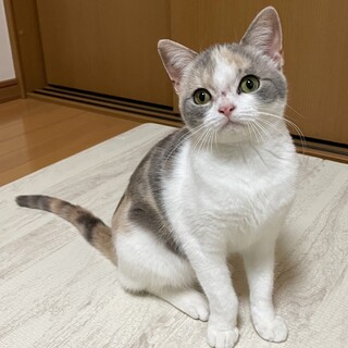 もなかちゃん　印象的なおめめのおんにゃのコ