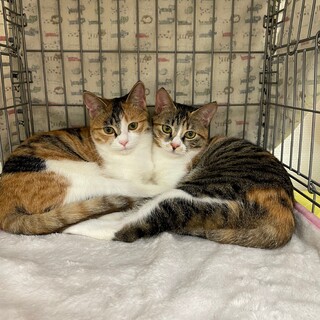 [2/10譲渡会参加]ゆづき、はづき♥︎