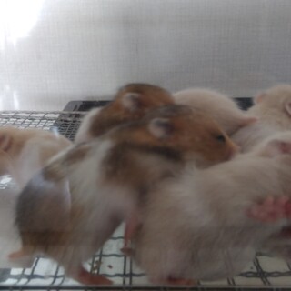 ゴールデンハムスター・キンクマハムスター　ベビー