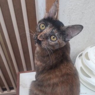 人間大好き猫も好き　性格温厚な女の子　ラッキー