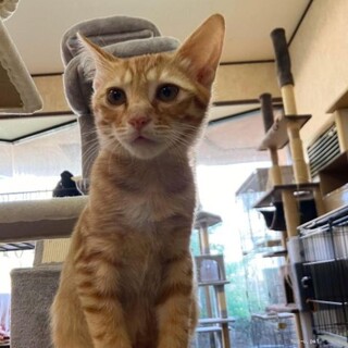 人なれ超抜群甘えん坊のチャトラ男子　ポンくん