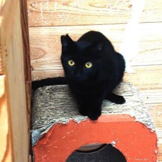 引っ込み思案な甘えん坊男子　くろたろう