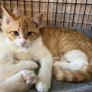 ちょっとシャイ　甘えん坊のバジルくん