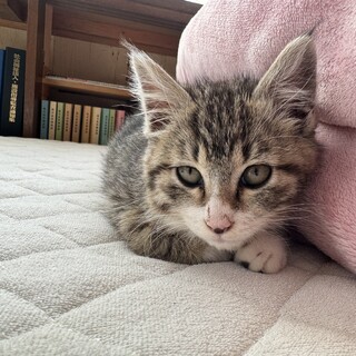 生後3ヶ月の女の子です！