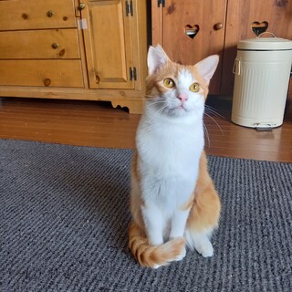 なでなで大好き♡みるくん