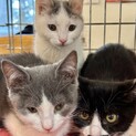 とーっても人懐こい子猫3匹をよろしくです！