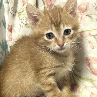 4兄弟・保健所レスキュー♂かわいいマロン♡